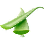 aloe vera freshleaf dubai uae