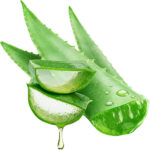 aloe vera freshleaf dubai uae