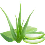 aloe vera freshleaf dubai uae