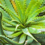 aloe vera freshleaf dubai uae