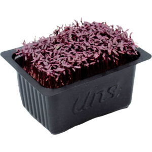 amaranth cress freshleaf dubai uae