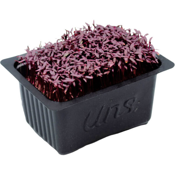 amaranth cress freshleaf dubai uae