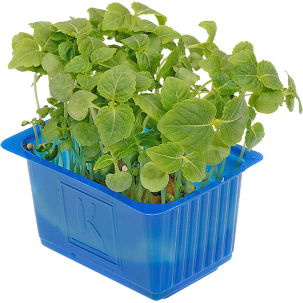 atsina cress lemon balm cress dubai freshleaf uae