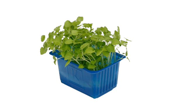 atsina cress lemon balm cress dubai freshleaf uae