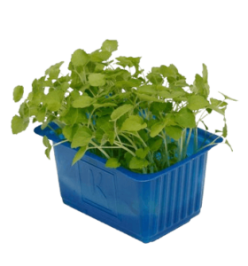 atsina cress lemon balm cress dubai freshleaf uae