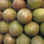 avocado hass sanitized mexico freshleaf dubai uae