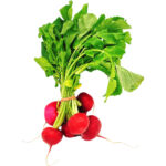 baby radish red freshleaf dubaiuae