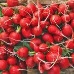 baby radish red freshleaf dubaiuae