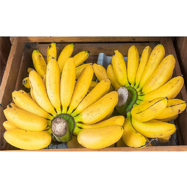 banana small box india freshleaf dubai uae