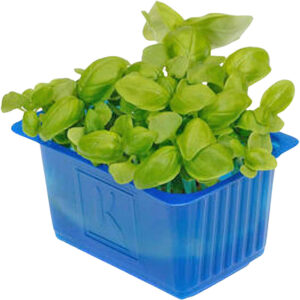 basil cress uae freshleaf dubai uae