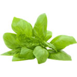 basil sweet thailand freshleaf dubai uae