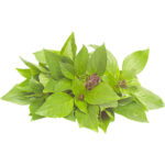 basil sweet thailand freshleaf dubai uae