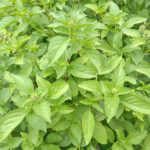 basil sweet thailand freshleaf dubai uae