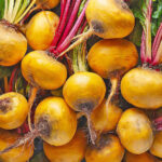 beetroot-yellow-netherlands-freshleaf-dubai-uae