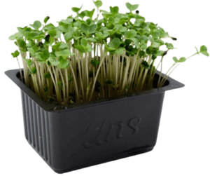 broccoli cress freshleaf uae