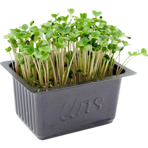 broccoli cress uae freshleaf dubai uae