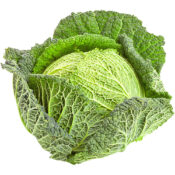 cabbage savoy holland freshleaf dubai uae