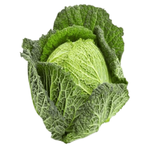 cabbage savoy holland freshleaf uae