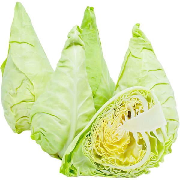 cabbage spring holland freshleaf dubai uae