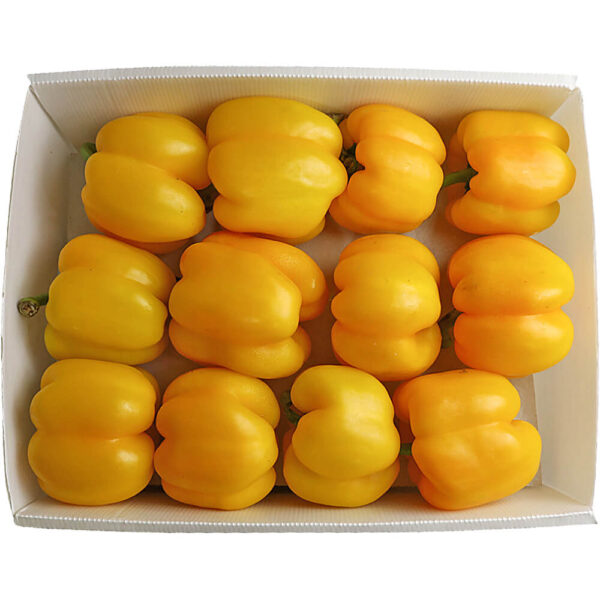 capsicum yellow box iran freshleaf dubai uae