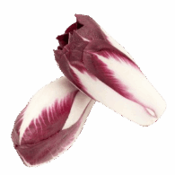 chicory red freshleaf uae