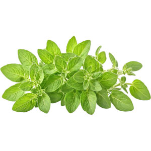 fresh oregano leaves kenya freshleaf dubai uae