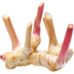 galangal thailand freshleaf dubai uae