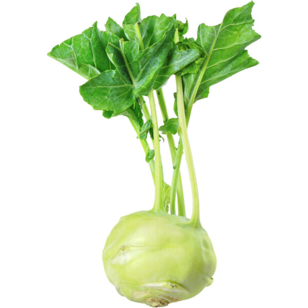 kohlrabi netherlands freshleaf dubai uae