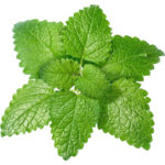 lemon balm freshleaf dubai uae