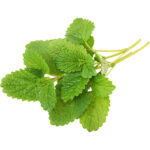 lemon balm freshleaf dubai uae