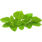 lemon balm freshleaf dubai uae