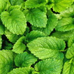 lemon balm freshleaf dubai uae