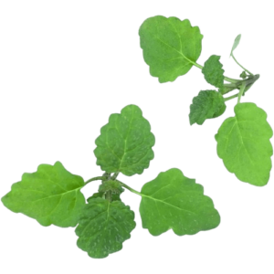 lemon balm freshleaf uae