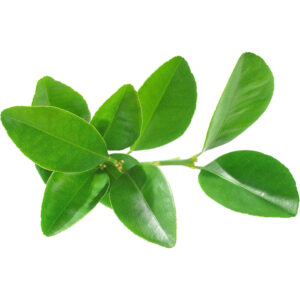 lemon leaves thailand freshleaf dubai uae