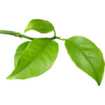 lemon leaves thailand freshleaf dubai uae