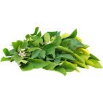 lemon leaves thailand freshleaf dubai uae