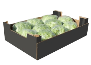 lettuce iceberg box freshleaf uae