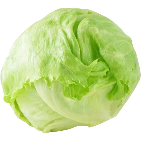 lettuce iceberg spain freshleaf dubai uae