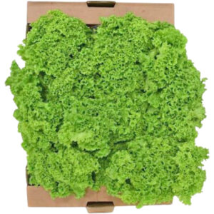 lettuce lollo bionda box freshleaf dubai uae