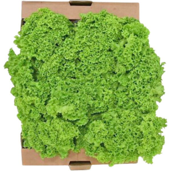 lettuce lollo bionda box freshleaf dubai uae