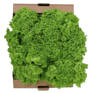 lettuce lollo bionda box uae dubai freshleaf uae