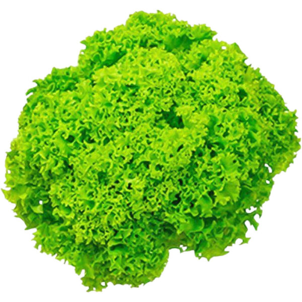 lettuce lollo bionda freshleaf dubai uae