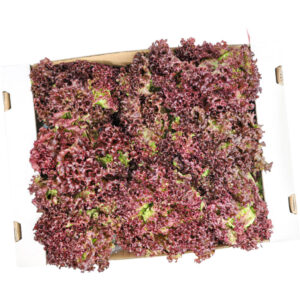 lettuce lollo rosso box freshleaf dubai uae