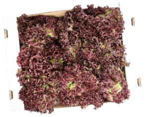 lettuce lollo rosso box freshleaf uae