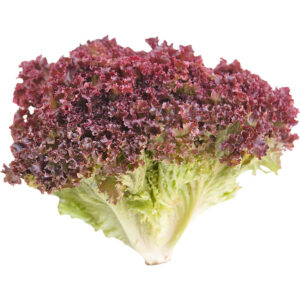 lettuce lollo rosso sanitized freshleaf dubai uae