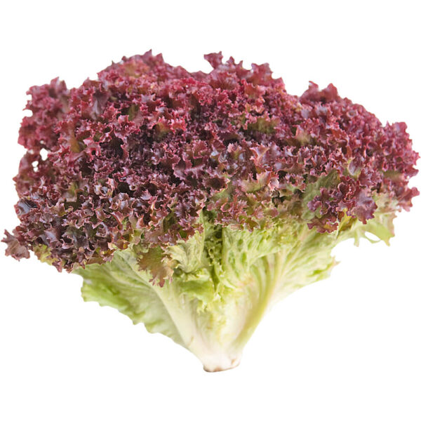 lettuce lollo rosso sanitized freshleaf dubai uae