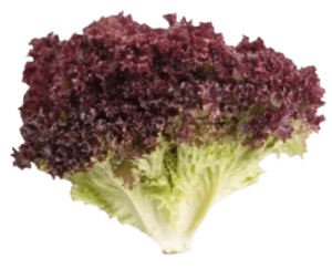 lettuce lollo rosso sanitized freshleaf uae