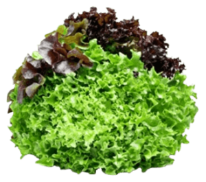 lettuce mixed salad leaves dubai freshleaf uae