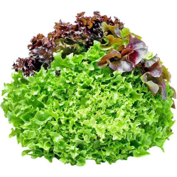 lettuce mixed salad leaves freshleaf dubai uae