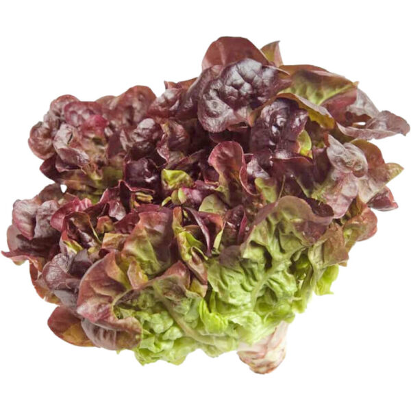 lettuce oak leaves holland freshleaf dubai uae